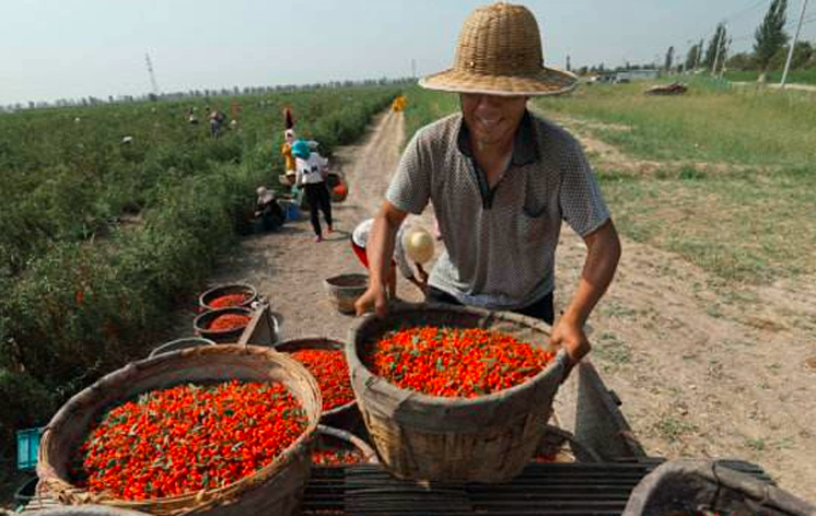 Lycium Barbarum Seeds | Goji Berry Wolfberry Seed | Gou Qi | 200pcs/bag-Pure Chinese Herb™