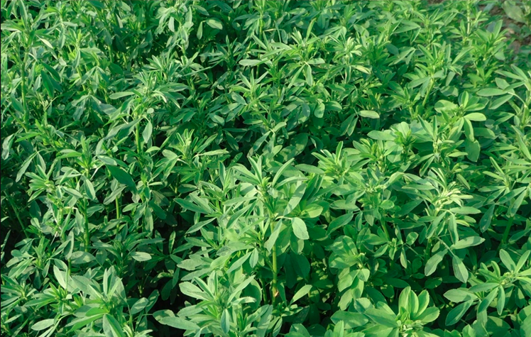 Medicago Sativa Seeds | Lucerne Alfalfa Seed | Zi Hua Mu Xu | 200pcs/bag-Pure Chinese Herb™