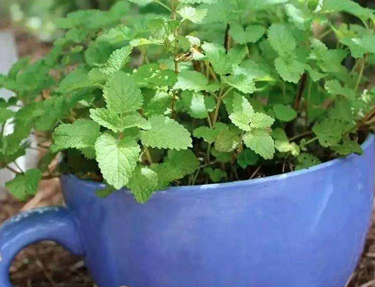 Mentha Canadensis Seeds | Chinese Mint | East Asian Wild Mint | Bo He | 500pcs/bag-Pure Chinese Herb™