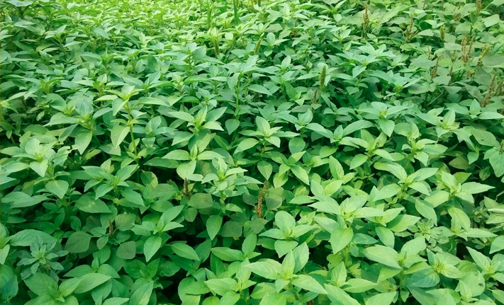 Nepeta Cataria Seeds | Catmint | Catnip | Catswort | Da Ye Jing Jie | 500pcs/bag-Pure Chinese Herb™