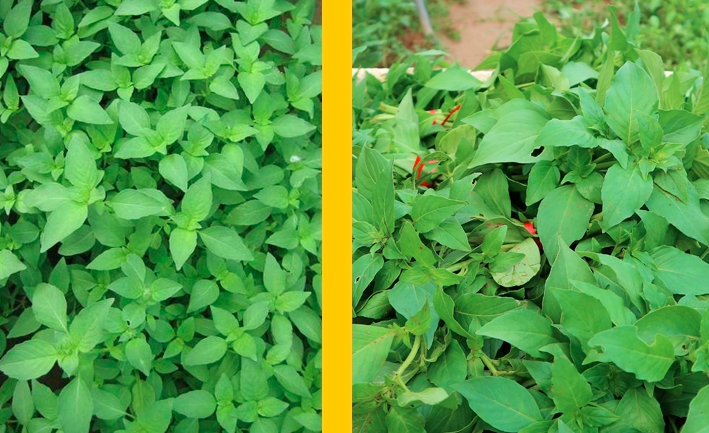 Nepeta Cataria Seeds | Catmint | Catnip | Catswort | Da Ye Jing Jie | 500pcs/bag-Pure Chinese Herb™