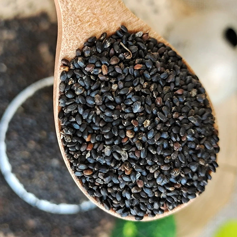 Nepeta Cataria Seeds | Catmint | Catnip | Catswort | Da Ye Jing Jie | 500pcs/bag-Pure Chinese Herb™