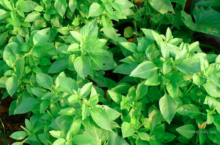 Nepeta Cataria Seeds | Catmint | Catnip | Catswort | Da Ye Jing Jie | 500pcs/bag-Pure Chinese Herb™