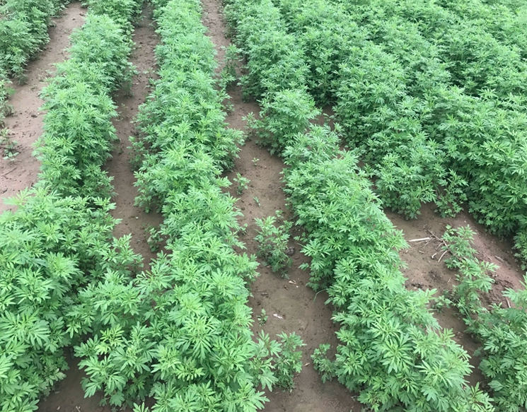 Nepeta Cataria Seeds | Catnip Catswort | Jing Jie | 200pcs/bag-Pure Chinese Herb™