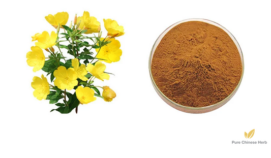 Oenothera Biennis Extract 20:1 | Evening Primrose | Yue Jian Cao-Pure Chinese Herb™