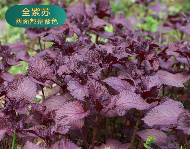 Perilla frutescens Seeds | Beefsteak Plant | Zi Su | 300pcs/bag-Pure Chinese Herb™