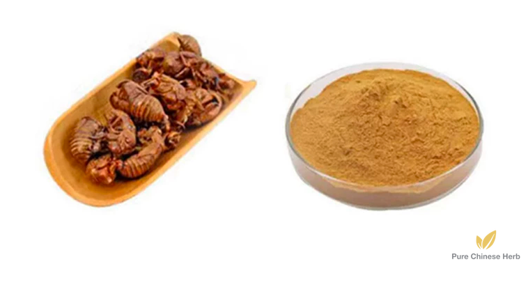 Periostracum Cicadae Extract 20:1 | Cicada Slough | Chan Tui-Pure Chinese Herb™