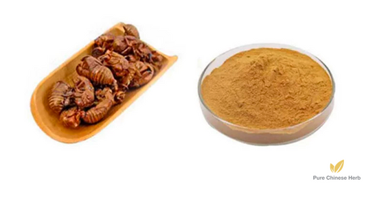 Periostracum Cicadae Extract 20:1 | Cicada Slough | Chan Tui-Pure Chinese Herb™