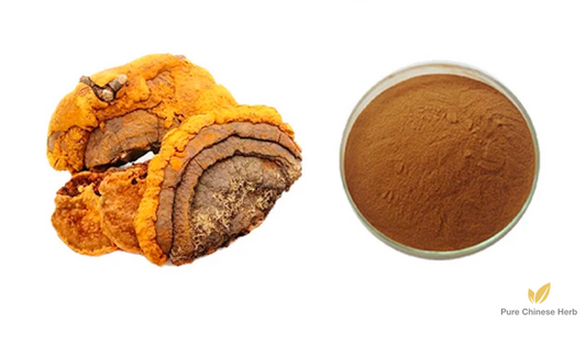 Phellinus Igniarius Extract 10:1 | Fleckedflesh Polypore | Hua He Kong Jun-Pure Chinese Herb™