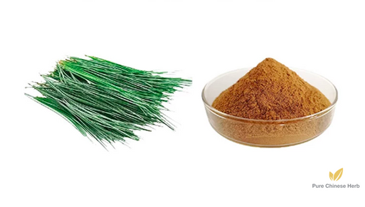 Pine Needle Extract 20:1 | Pinus Pinaceae Spreng Extract | Song Zhen-Pure Chinese Herb™