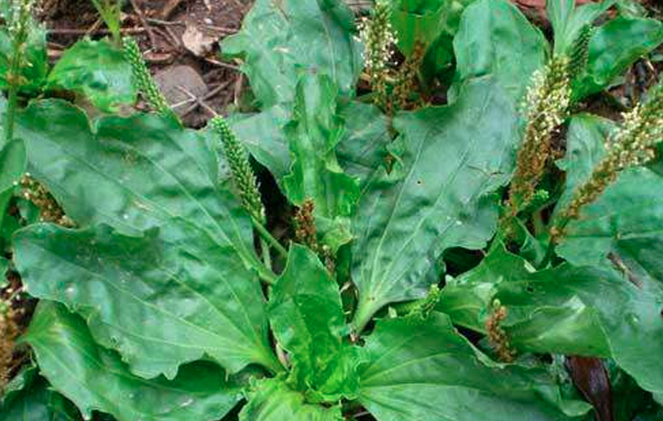 Plantago Asiatica Seeds | Semen Plantaginis | Che Qian Zi | 300pcs/bag-Pure Chinese Herb™
