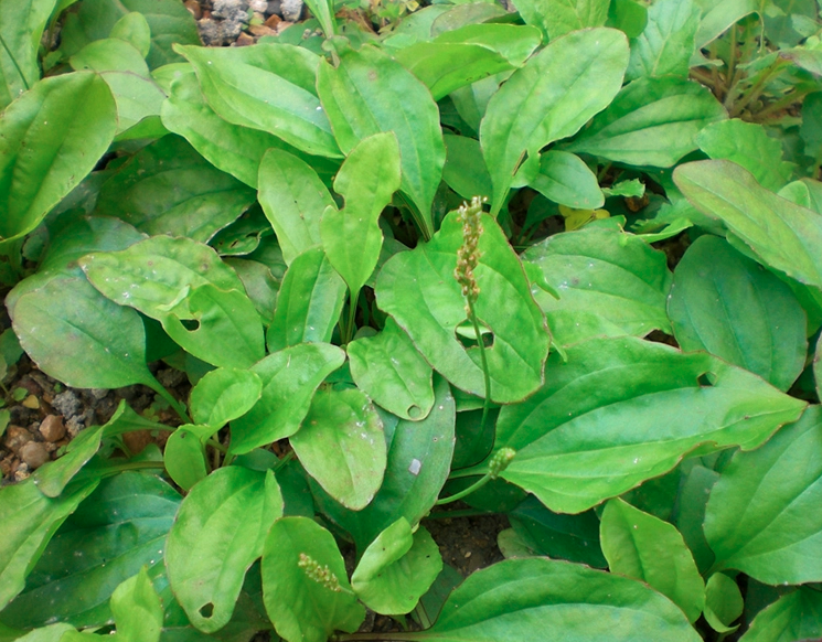 Plantago Asiatica Seeds | Semen Plantaginis | Che Qian Zi | 300pcs/bag-Pure Chinese Herb™