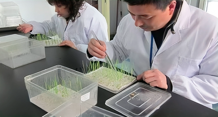 Plantago Asiatica Seeds | Semen Plantaginis | Che Qian Zi | 300pcs/bag-Pure Chinese Herb™