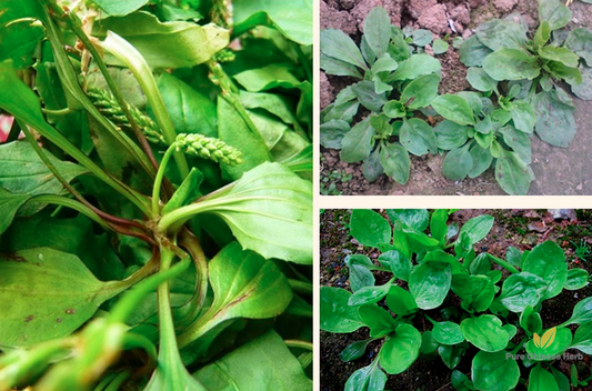 Plantago Asiatica Seeds | Semen Plantaginis | Che Qian Zi | 300pcs/bag-Pure Chinese Herb™