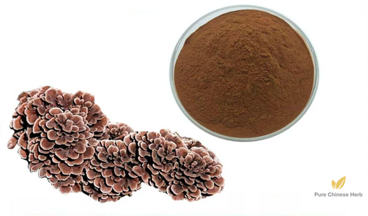 Polysaccharides of Grifola Frondosa 30% | Maitake Mushroom Extract | Wu Rong-Pure Chinese Herb™