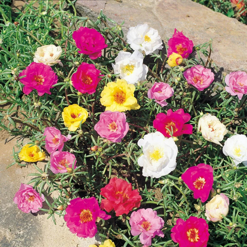 Portulaca Grandiflora Seeds | Moss Rose | Tai Yang Hua | Eleven O’Clock | 200pcs/bag-Pure Chinese Herb™