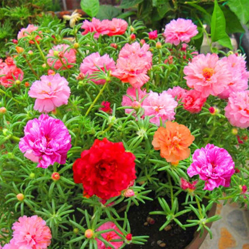 Portulaca Grandiflora Seeds | Moss Rose | Tai Yang Hua | Eleven O’Clock | 200pcs/bag-Pure Chinese Herb™