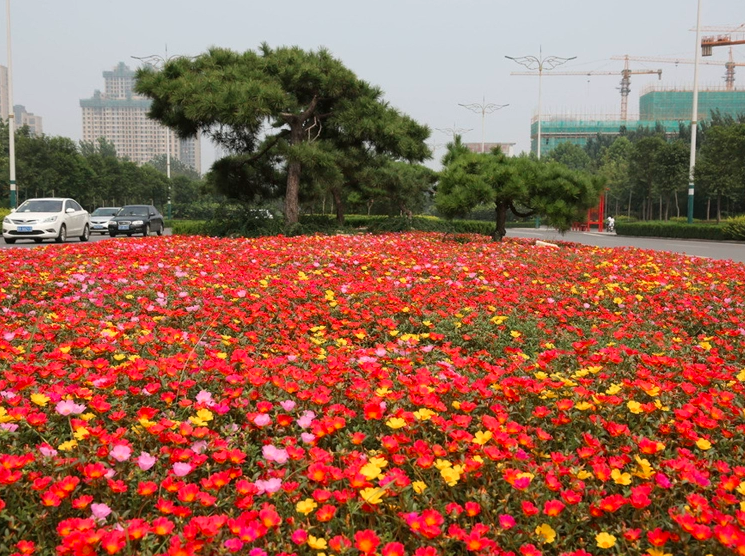 Portulaca Grandiflora Seeds | Moss Rose | Tai Yang Hua | Eleven O’Clock | 200pcs/bag-Pure Chinese Herb™