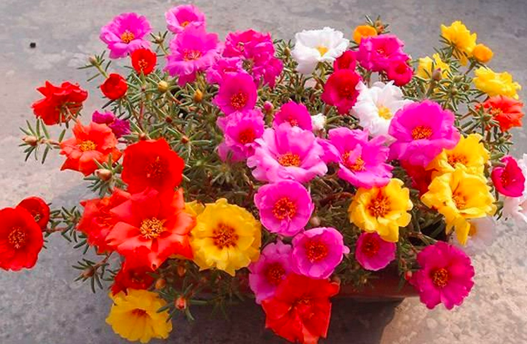 Portulaca Grandiflora Seeds | Moss Rose | Tai Yang Hua | Eleven O’Clock | 200pcs/bag-Pure Chinese Herb™