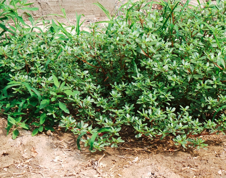 Portulaca oleracea Seeds | Little Hogweed | Common Purslane | Ma Chi Xian | 300pcs/bag-Pure Chinese Herb™