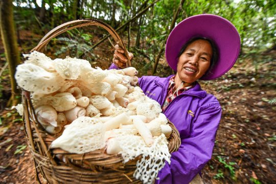 Precious Bamboo Fungus | Dictyophora Indusiata | Zhú Sūn-Pure Chinese Herb™