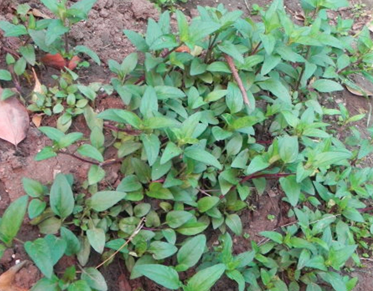 Prunella vulgaris Seeds | Common Self-heal | Xia Ku Cao | 500pcs/bag-Pure Chinese Herb™