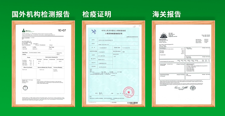 Radix Adenophorae Seeds | Adenophora tetraphylla | Nan Sha Shen | 100pcs/bag-Pure Chinese Herb™