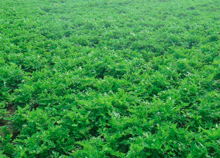 Radix Adenophorae Seeds | Adenophora tetraphylla | Nan Sha Shen | 100pcs/bag-Pure Chinese Herb™