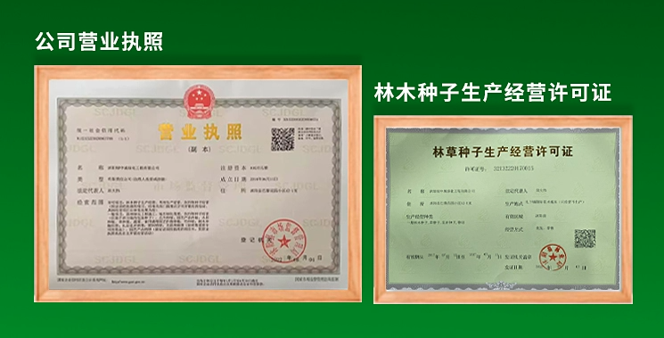 Radix Adenophorae Seeds | Adenophora tetraphylla | Nan Sha Shen | 100pcs/bag-Pure Chinese Herb™