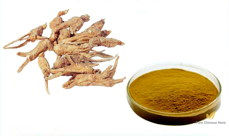 Radix Angelicae Sinensis Extract 20:1 | Chinese Angelica Extract | Dang Gui-Pure Chinese Herb™