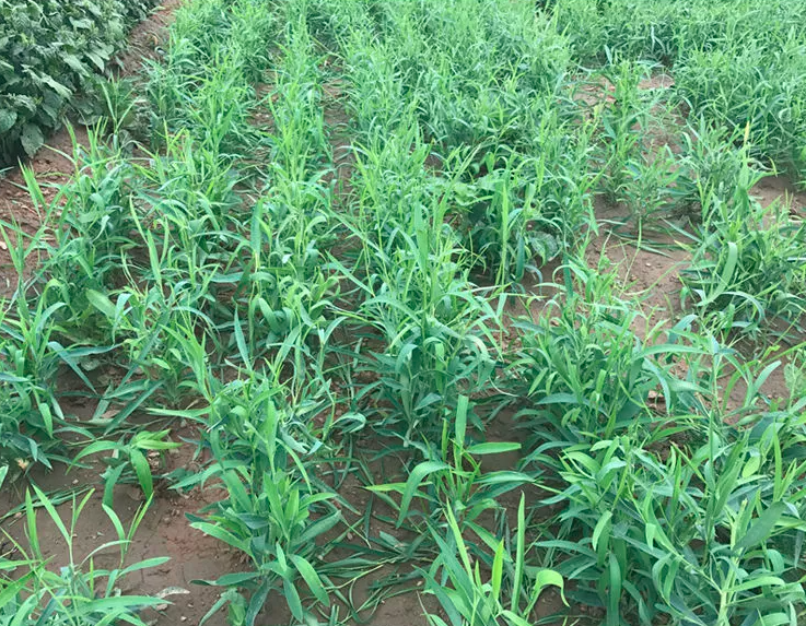 Radix Bupleuri Seeds | Bupleurum Chinense | Thorowax Chai Hu | 200pcs/bag-Pure Chinese Herb™