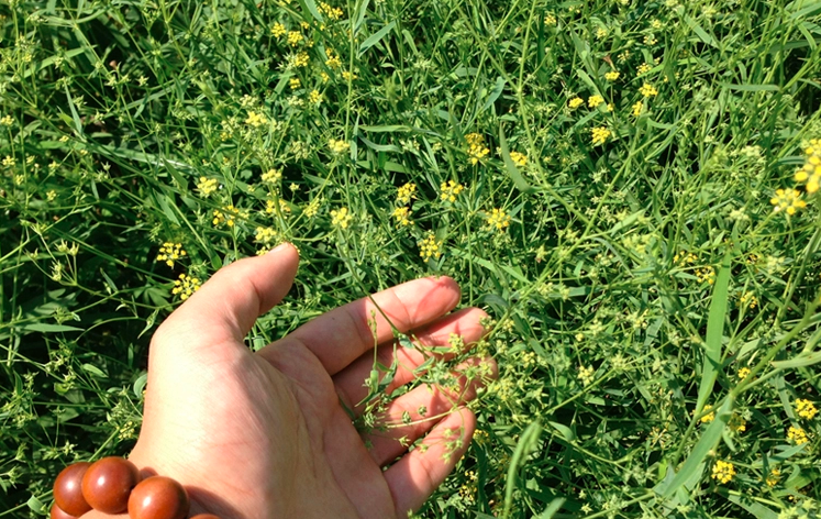 Radix Bupleuri Seeds | Bupleurum Chinense | Thorowax Chai Hu | 200pcs/bag-Pure Chinese Herb™