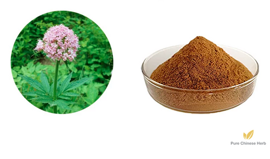 Radix Valerianae Extract 20:1 | Valerian Root | Xie Cao Gen-Pure Chinese Herb™