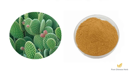 Radix et Caulis Opuntiae Dillenii Extract 20:1 | Cholla Root and Stem Extract | Xian Ren Zhang-Pure Chinese Herb™