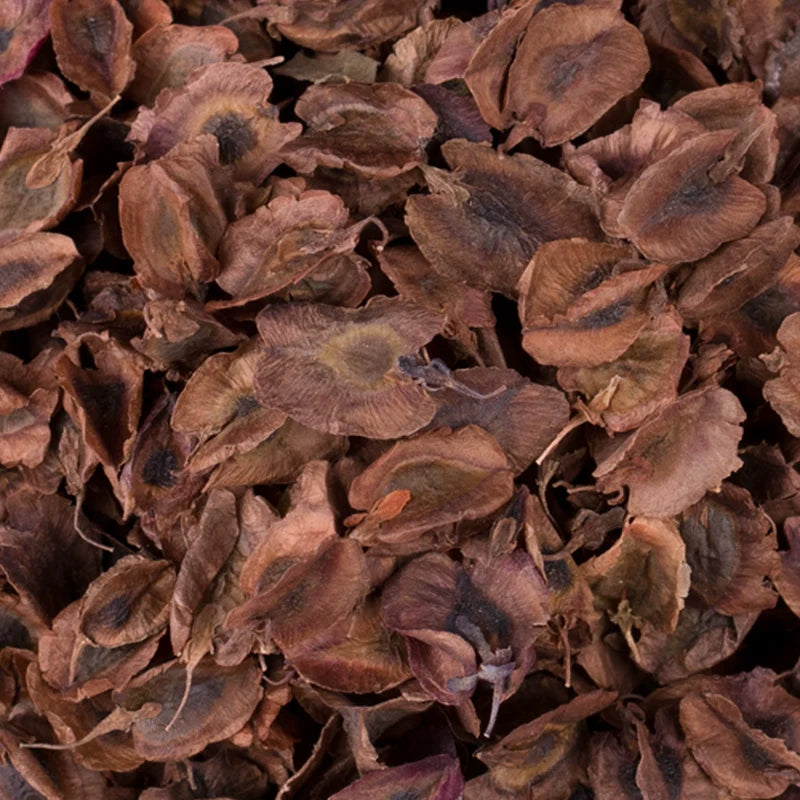 Rheum Palmatum Seeds | Chinese Rhubarb | Turkish Rhubarb Da Huang | 100pcs/bag-Pure Chinese Herb™