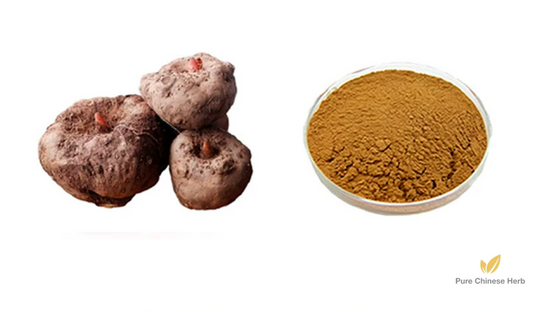Rhizoma Amorphophalli Extract 20:1 | Devilstongue Rhizome | Mo Yu-Pure Chinese Herb™