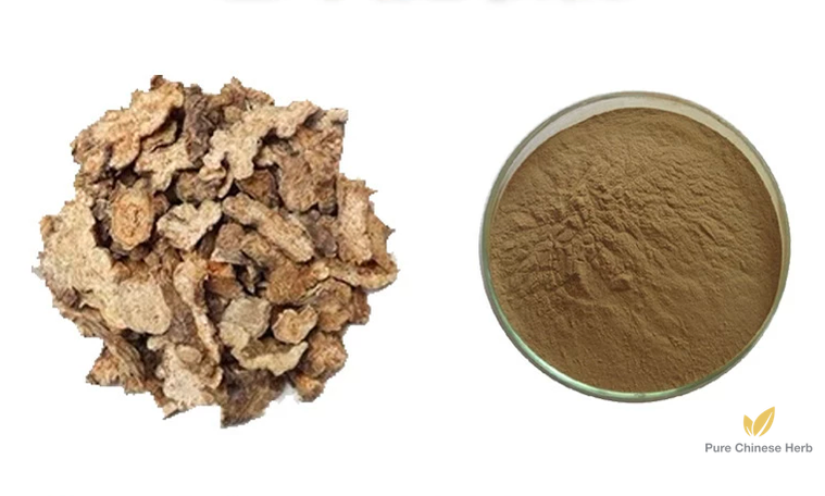 Rhizoma Atractylodis Extract 20:1 | Swordlike Atractylodes Rhizome Extract | Cang Zhu-Pure Chinese Herb™