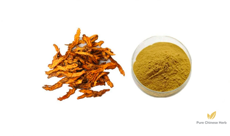 Rhizoma Coptidis Extract 20:1 | Rhizome of Chinese Goldthread Extract | Huang Lian-Pure Chinese Herb™