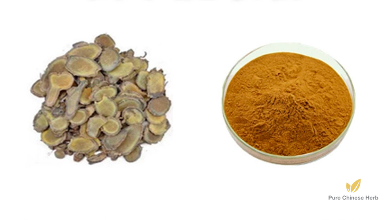 Rhizoma Curcumae Extract 20:1 | Curcuma Zedoary Extract | Yu Jin-Pure Chinese Herb™