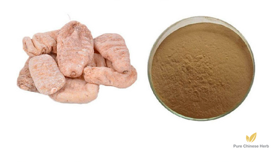 Rhizoma Gastrodiae Extract 20:1 | Tall Gastrodia Tuber Extract | Tian Ma-Pure Chinese Herb™
