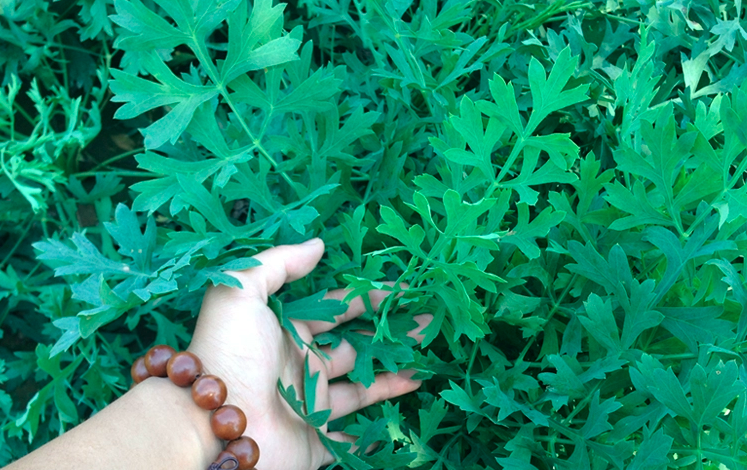 Saposhnikovia Divaricata Seeds | Siler Bangpung | Fang Feng | 100pcs/bag-Pure Chinese Herb™