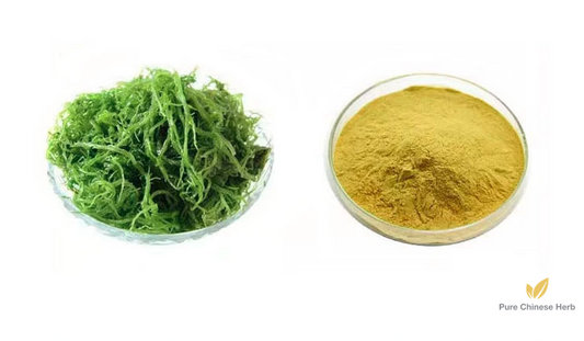 Sargassum Extract 20:1 | Seaweed Dry Algae of Plant Sargassum Pallidum | He Zao-Pure Chinese Herb™
