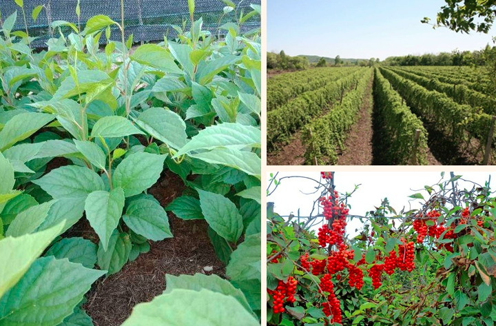 Schisandra chinensis Seeds | Magnolia Vine | Wu Wei Zi | 100pcs/bag-Pure Chinese Herb™