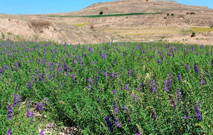 Scutellaria Baicalensis Seeds | Baikal Skullcap | Huang Qin | 200pcs/bag-Pure Chinese Herb™