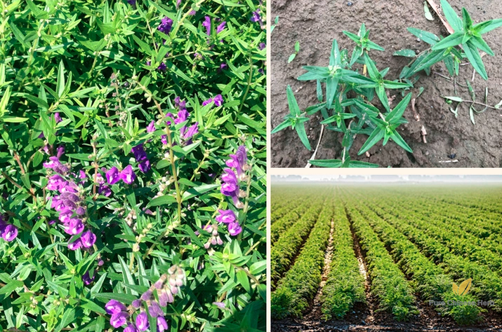 Scutellaria Baicalensis Seeds | Baikal Skullcap | Huang Qin | 200pcs/bag-Pure Chinese Herb™