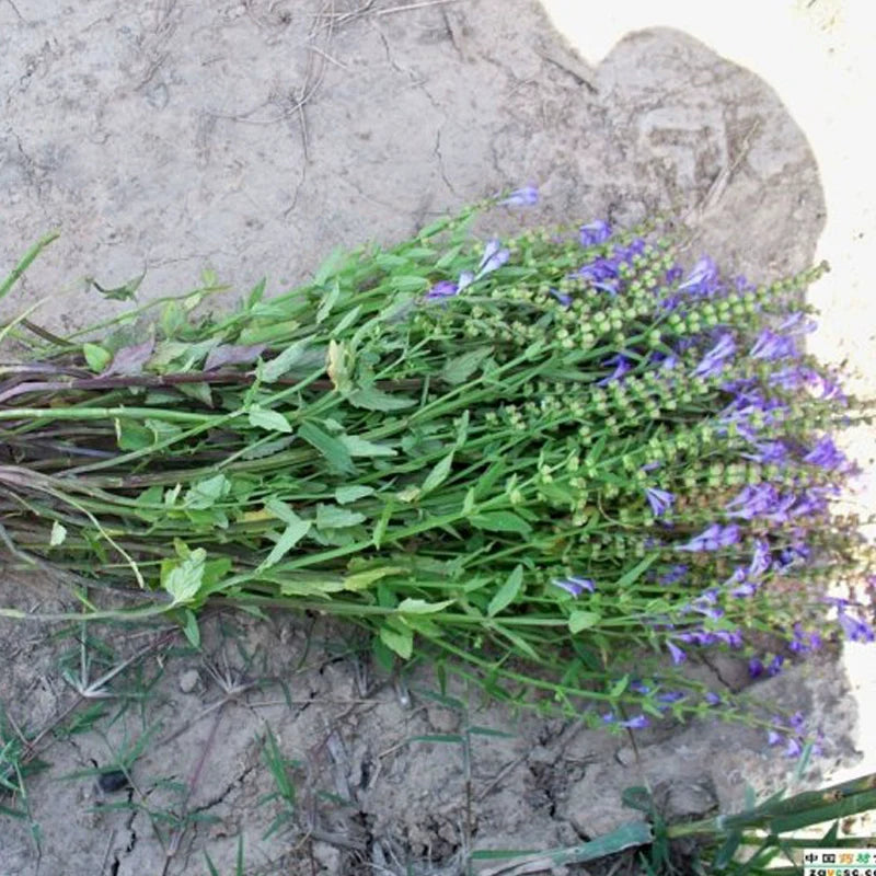 Scutellaria barbata Seeds | Barbed Skullcap | Ban Zhi Lian | 200pcs/bag-Pure Chinese Herb™
