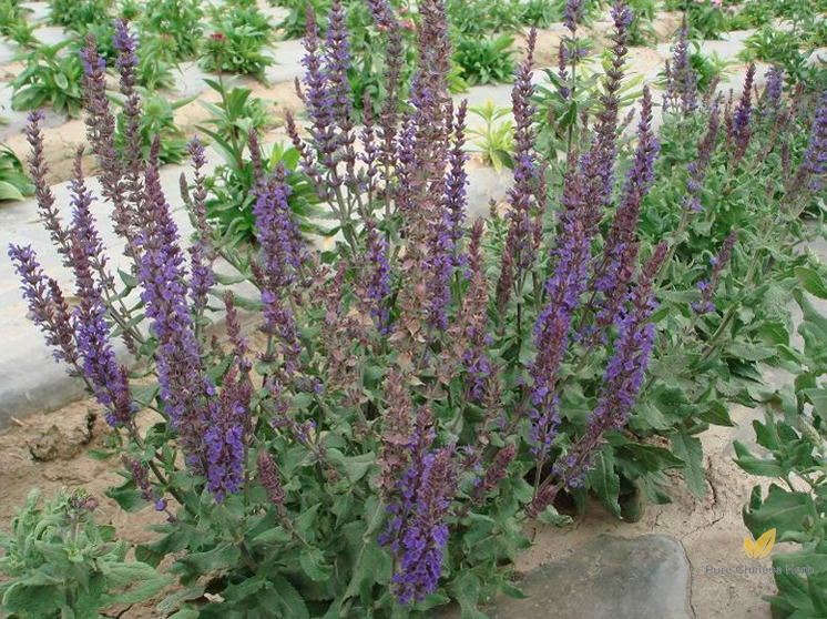Scutellaria barbata Seeds | Barbed Skullcap | Ban Zhi Lian | 200pcs/bag-Pure Chinese Herb™