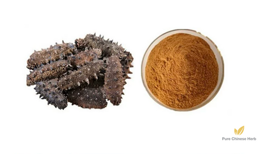 Sea Cucumber Extract 10:1 | Tree Trepang | Hai Shen-Pure Chinese Herb™