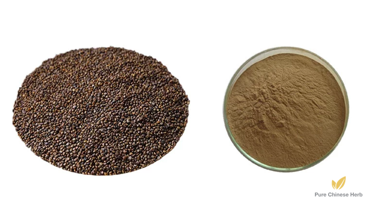 Semen Astragali Complanati Extract 20:1 | Flastem Milkvetch Seed | Huang Qi Zhong Zi-Pure Chinese Herb™