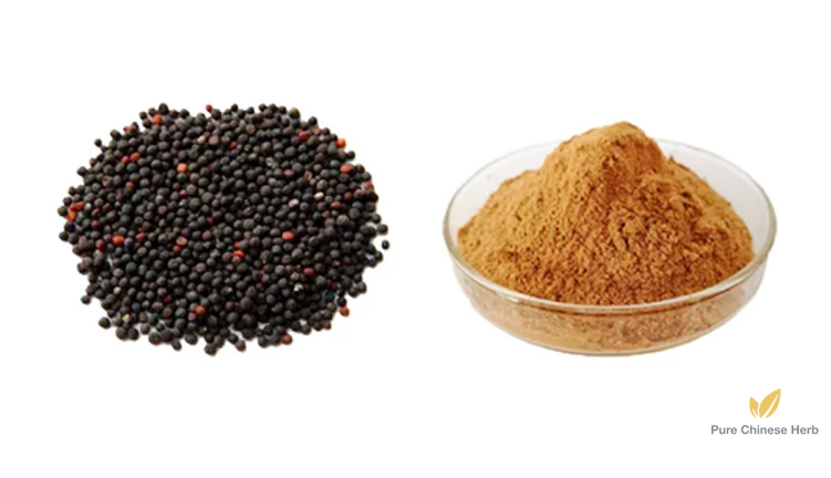 Semen Vaccariae Extract 20:1 | Cowherb Seed Extract | Wang Bu Liu Xing-Pure Chinese Herb™
